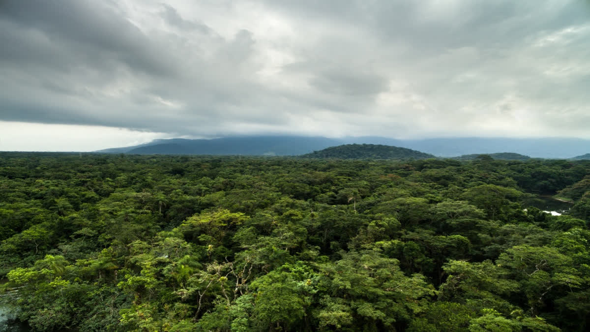 Indonesia Food Plan Risks 'World's Largest' Deforestation Indonesia Food Plan Risks 'World's Largest' Deforestation