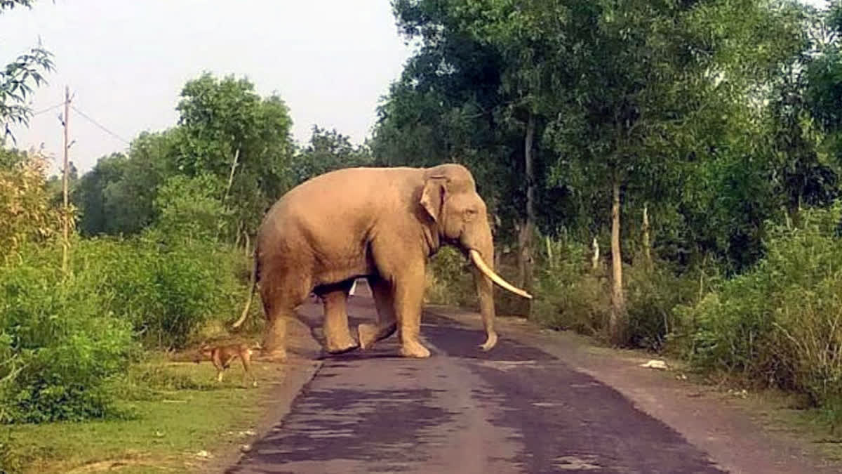 Woman Killed After Elephant Attacks Her In TN Woman Killed After Elephant Attacks Her In TN