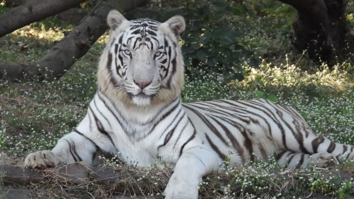 Akash, Lone White Tiger At Kanan Pendari Zoological Park In Bilaspur, Dies Of Cardiac Arrest