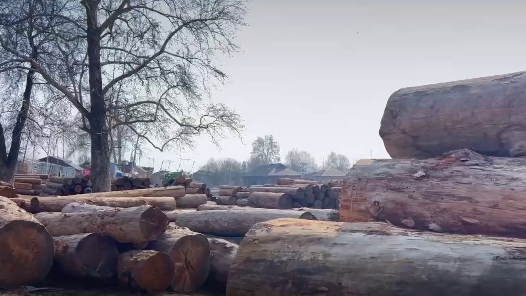 Kashmiri Filmmaker's Deodar - Roots of Paradise Heads To London And Spain After US Success