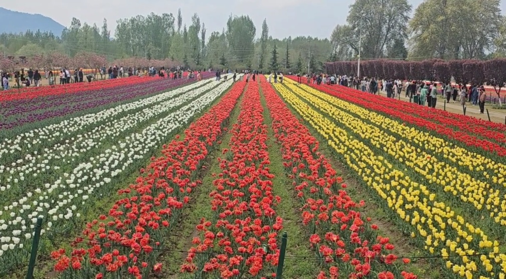 Srinagar: More Than 8 Lakh Tourists Visit Tulip Garden, Set New Record