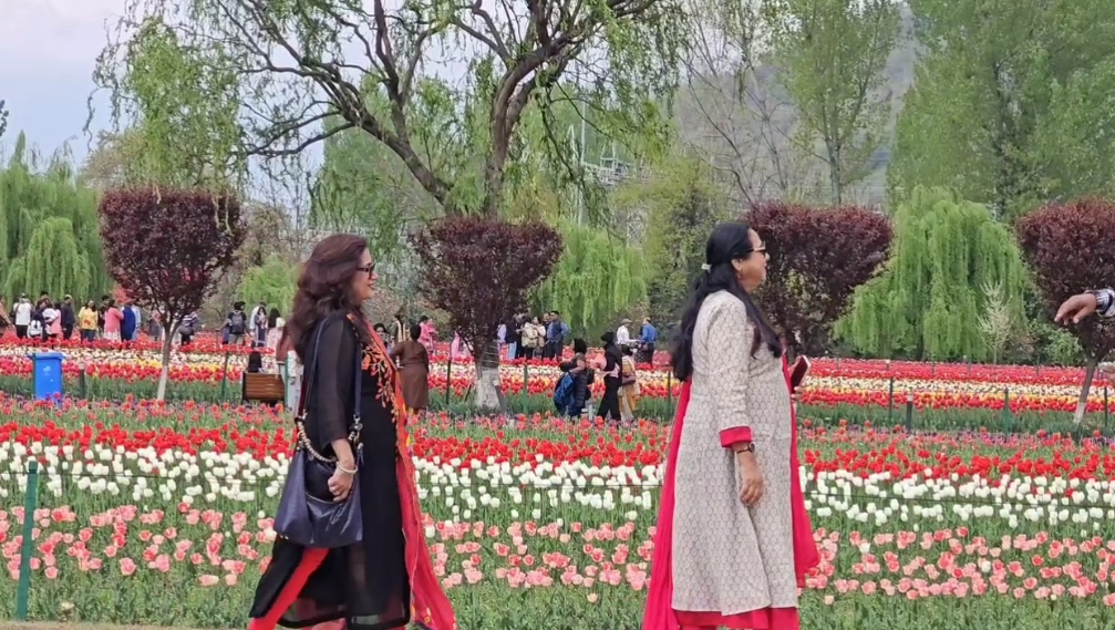 Srinagar: More Than 8 Lakh Tourists Visit Tulip Garden, Set New Record