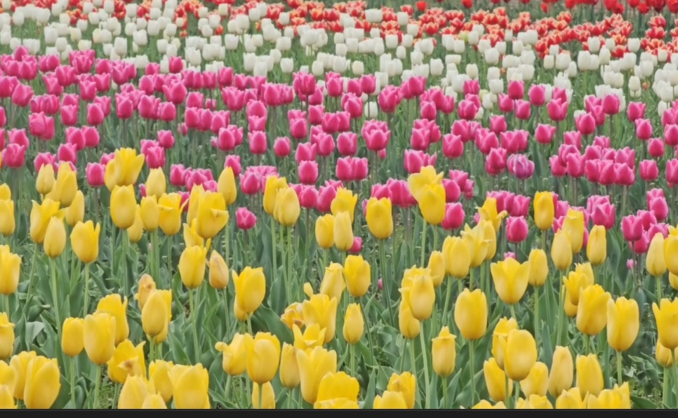 Srinagar: More Than 8 Lakh Tourists Visit Tulip Garden, Set New Record