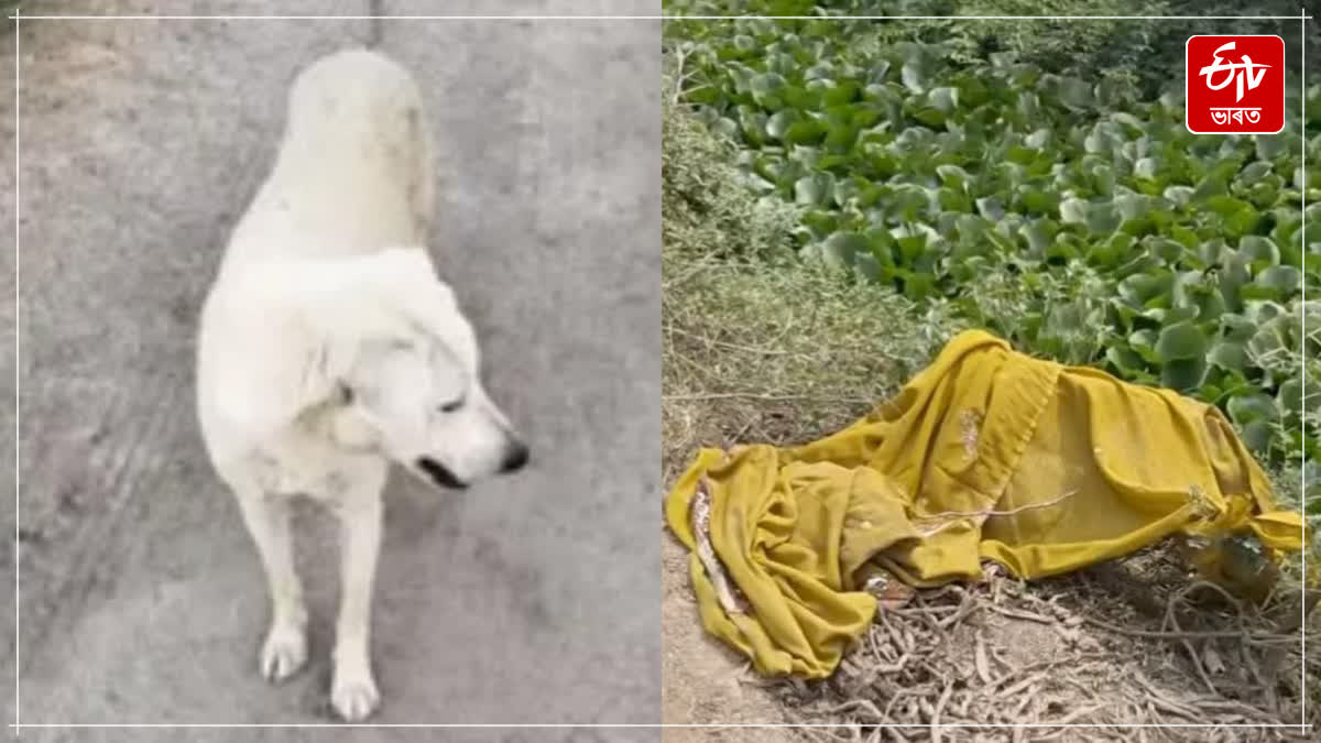 Dogs Discovered Woman Dead Body in Faridabad