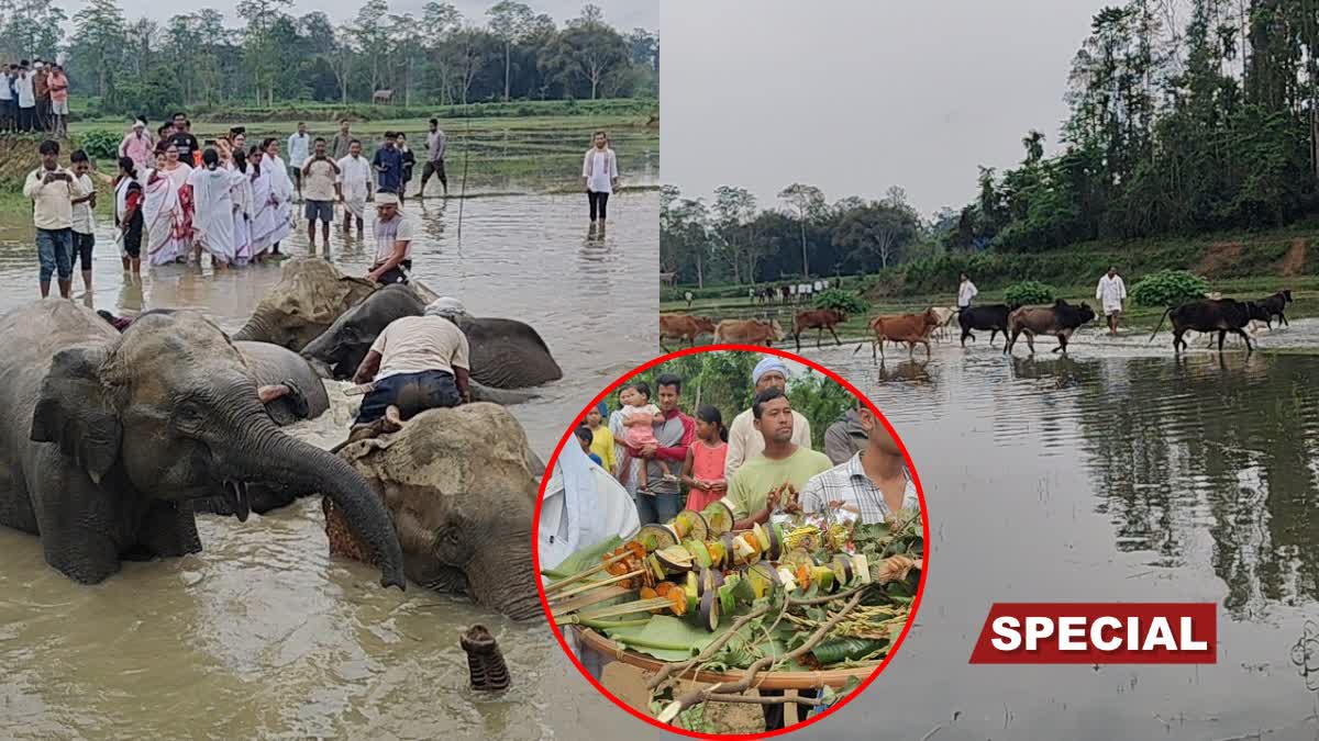 Moran Community celebrate Goru Bihu