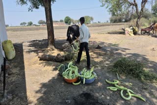 RATLAM ANIMALS FEEDING CUCUMBER