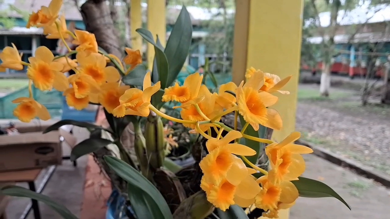 8th annual session of the Assam Orchid Society was held in Jonai
