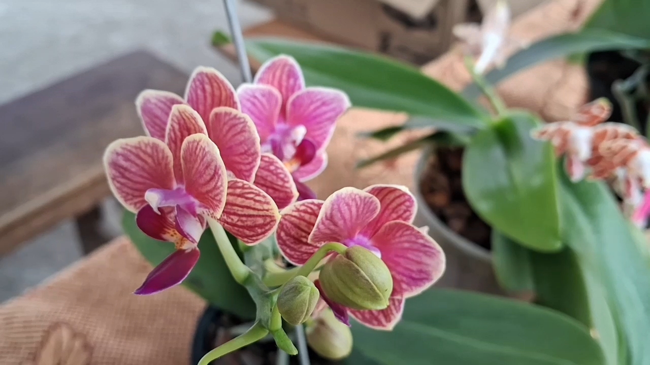 8th annual session of the Assam Orchid Society was held in Jonai