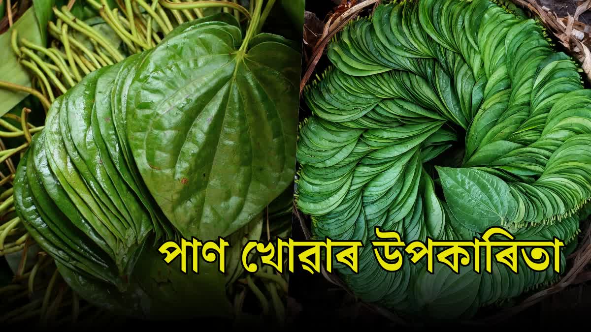 Stale Betel Leaf