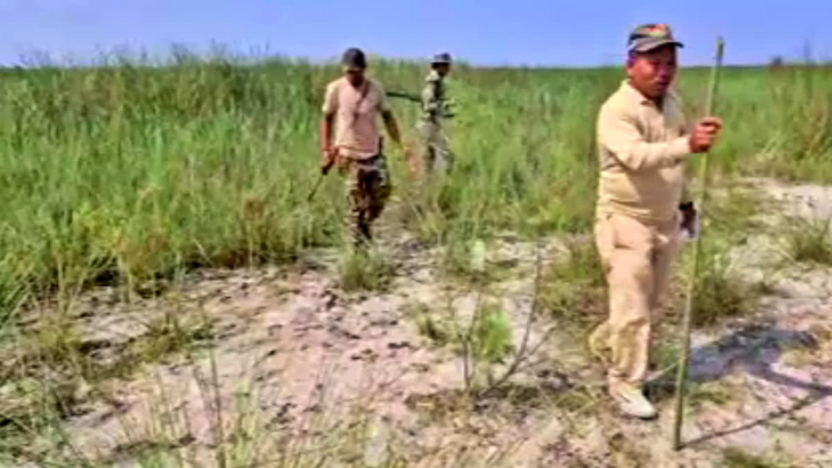 Bengal Tiger terror at Jonai Chapari Dhemaji