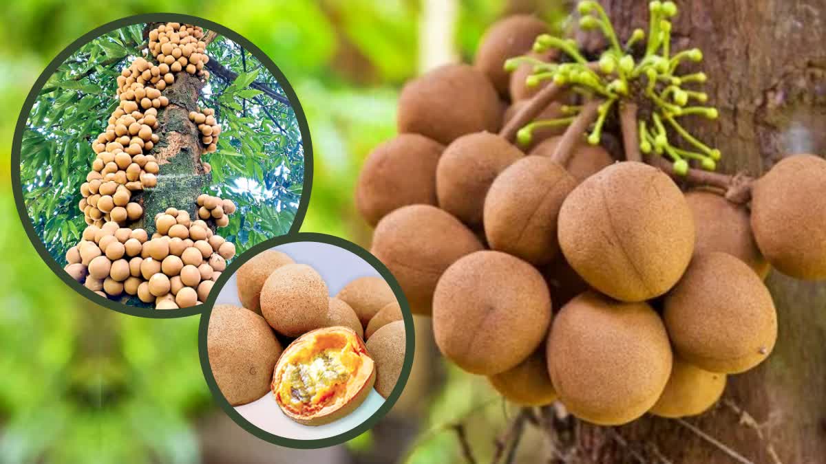 indonesia_fruits