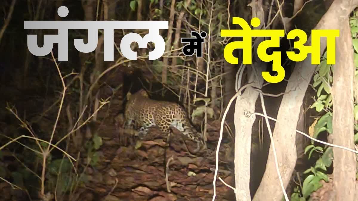 JAMUI LEOPARD