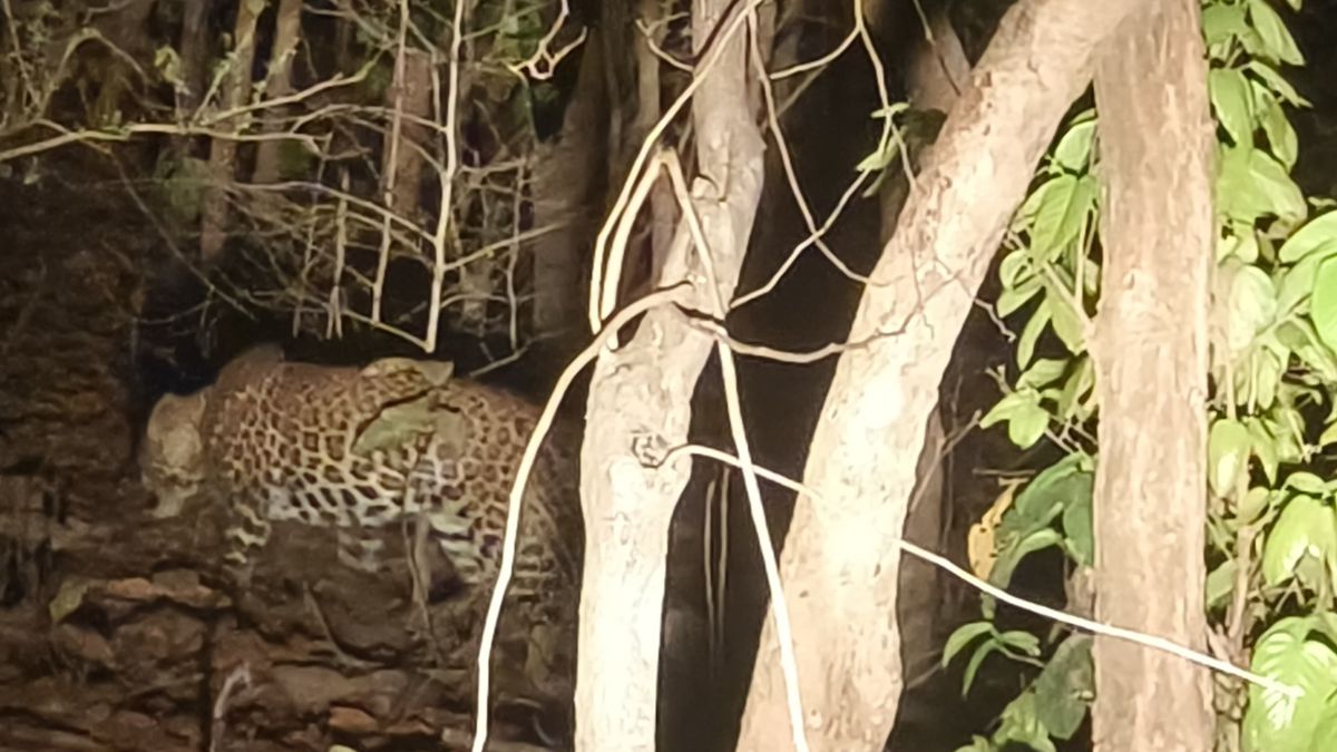 JAMUI LEOPARD