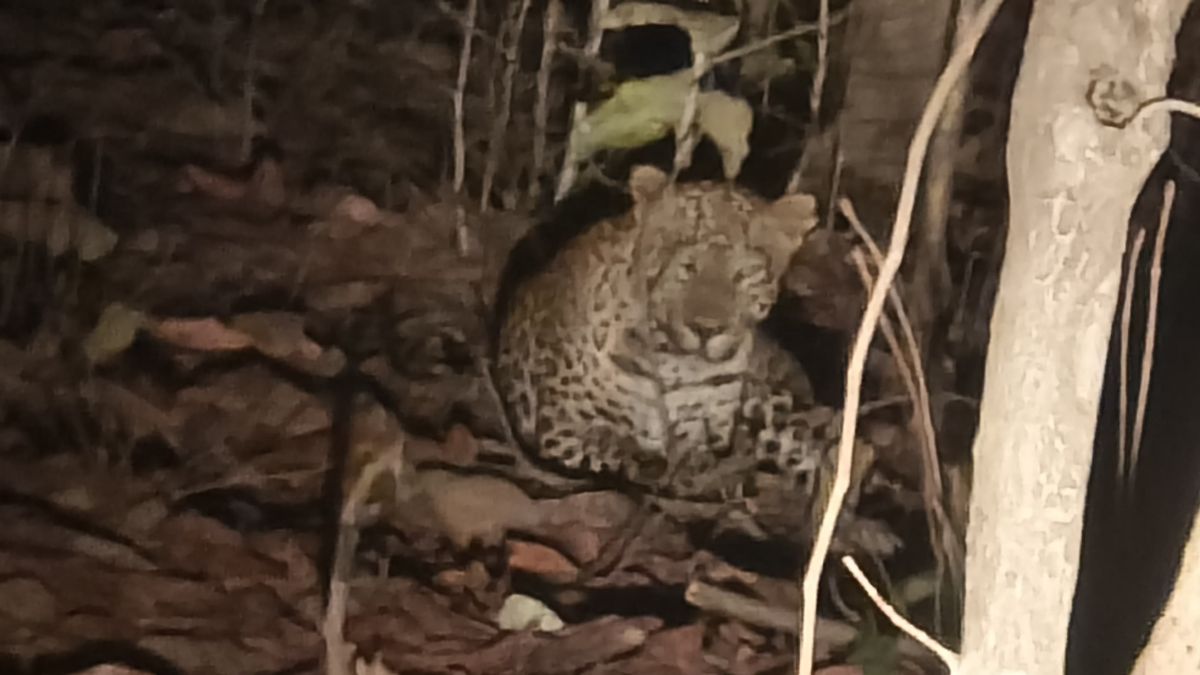 JAMUI LEOPARD