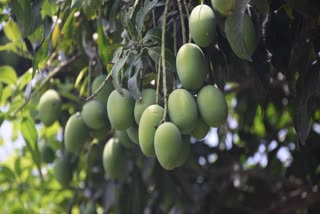 Mango yield in Malda district affected by high number of young fruits shed by trees
