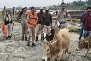 Dhubri police seized cattle