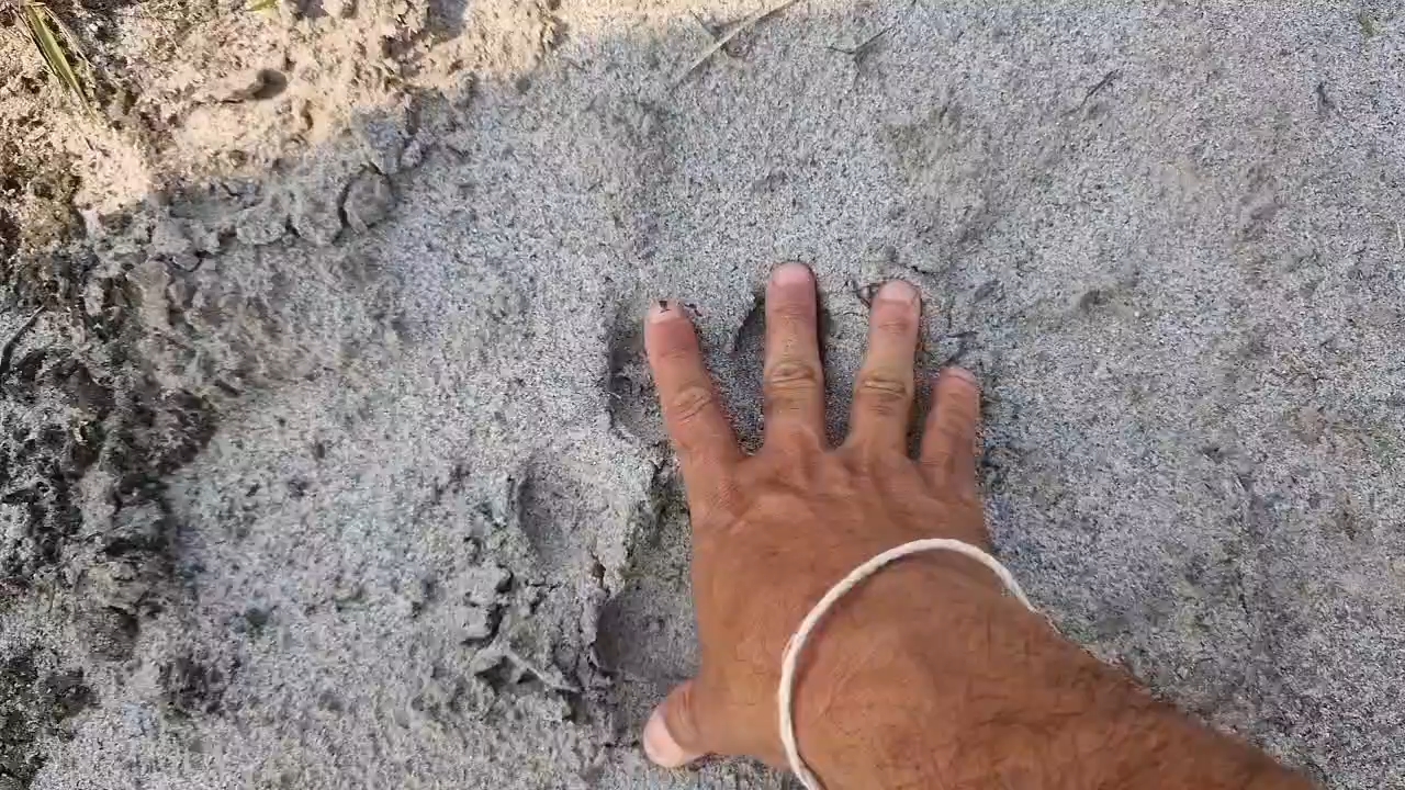 Bengal Tiger terror at Jonai Chapari Dhemaji
