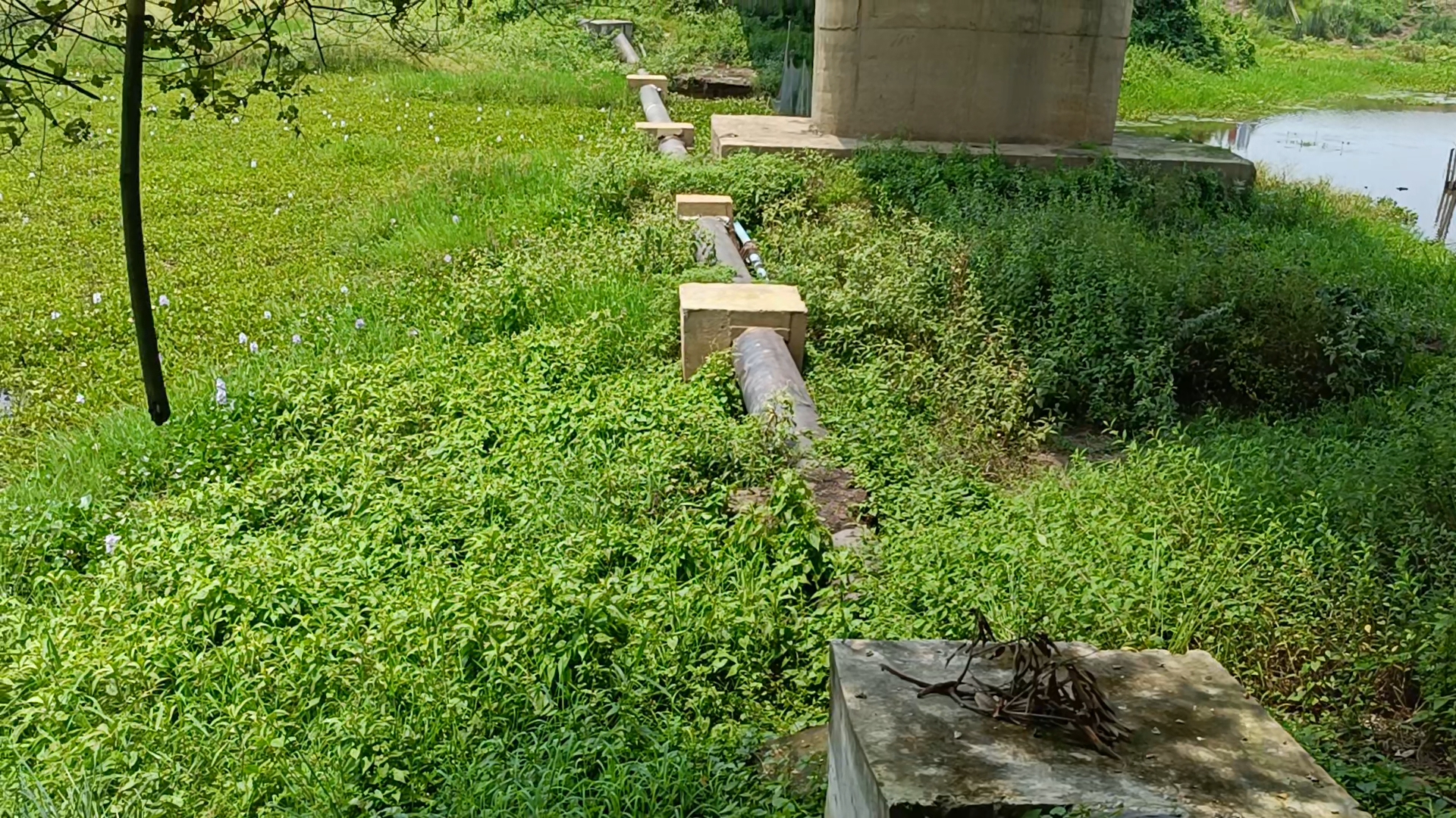 threats to wetland of Dimoria