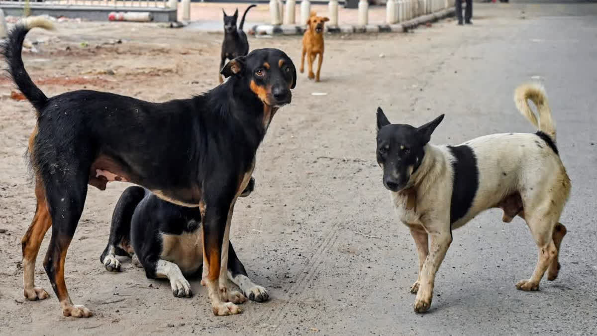 Menace of stray dogs in Reengus