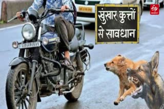stray dogs maul and injure real brothers in kanpur.