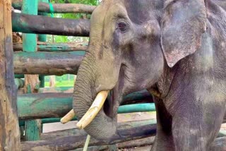Elephant died in Bandhavgarh