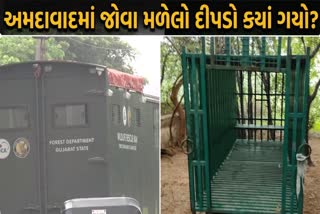 અમદાવાદમાં ત્રણ દિવસ પહેલા જોવા મળેલો દીપડો વન વિભાગને મળતો નથી