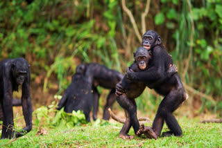 Young bonobo monkeys