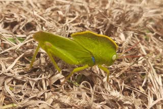 Rare Hooded Grasshopper Found