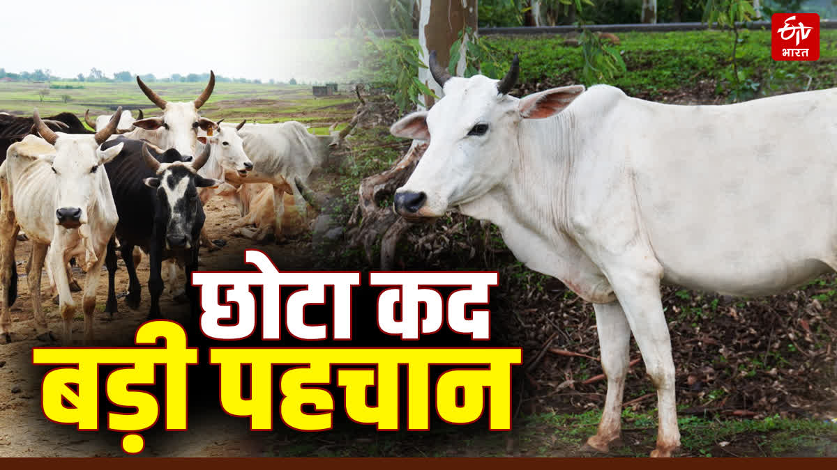 JABALPUR MAHAKAUSHAL COW REGISTERED