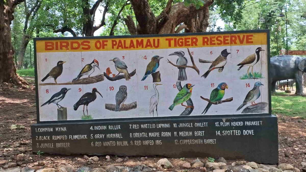 One arrested on suspicion of poaching in restricted area of tiger reserve in Palamu
