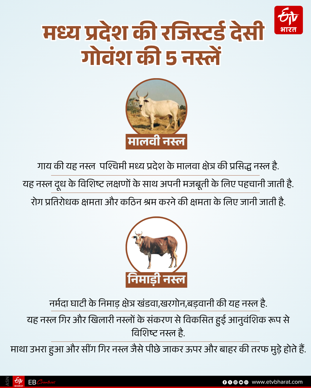 MADHYA PRADESH FOUR CATTLE BREEDS