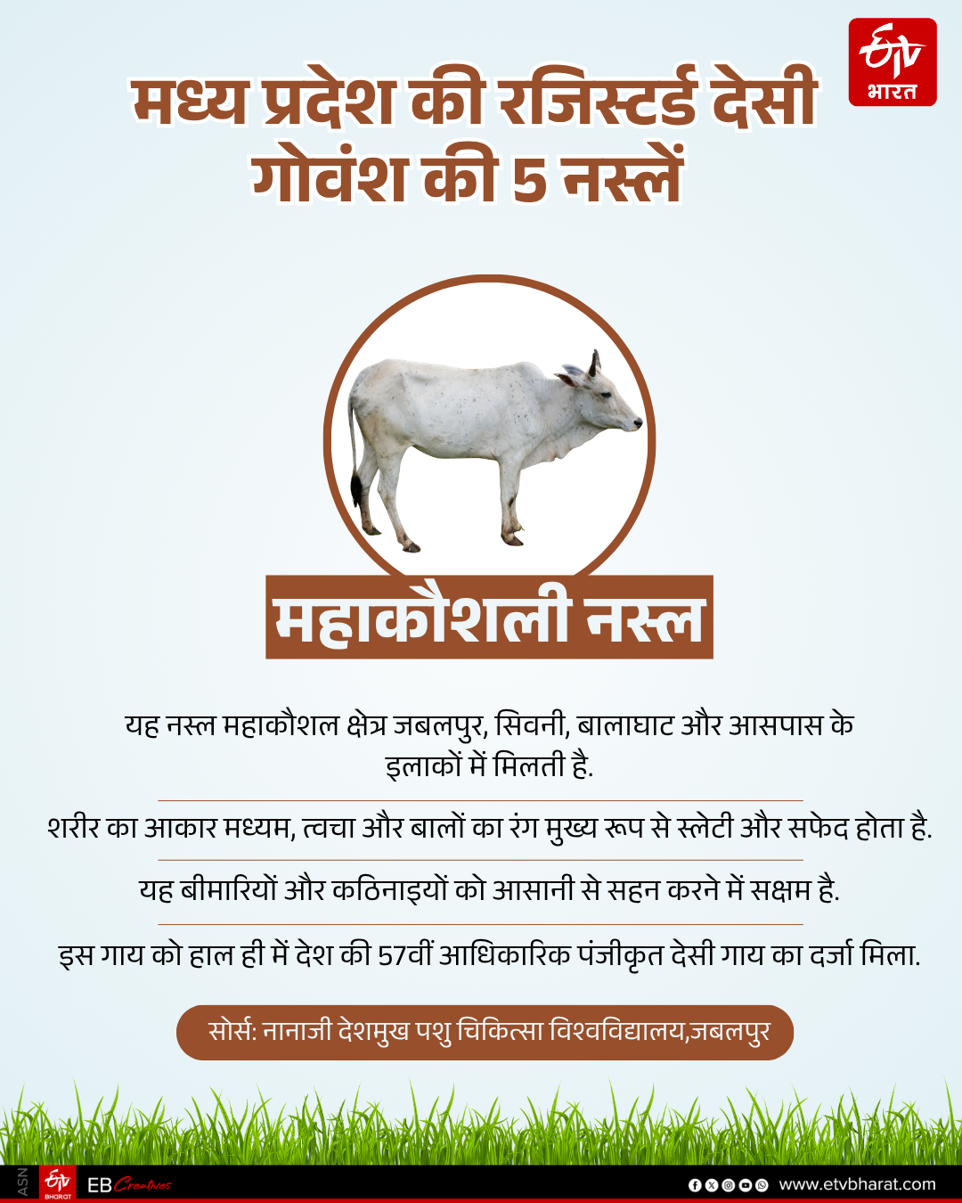 INDIA 57TH REGISTERED CATTLE