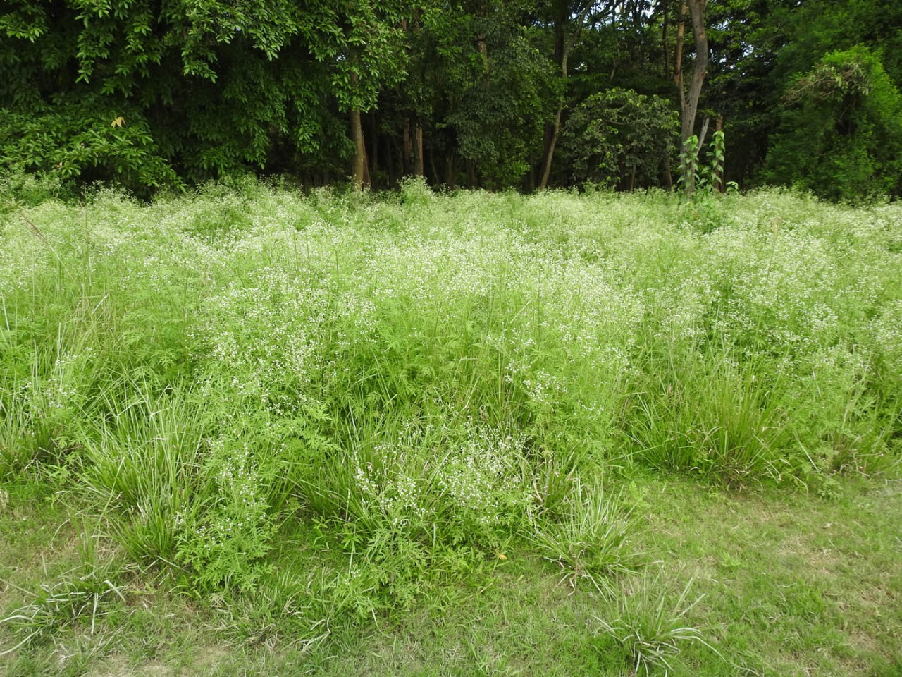 invasive plants in Assam