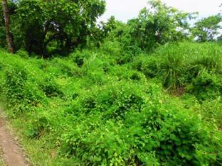invasive plants in Assam