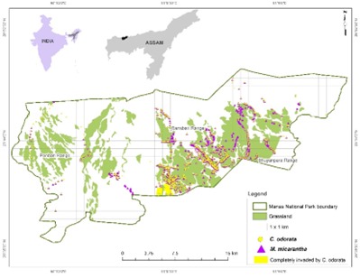 invasive plants in Assam