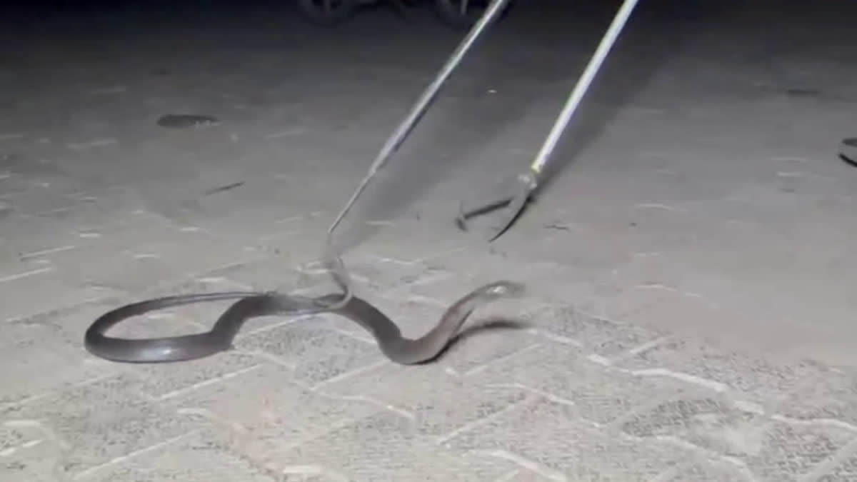 Cobra Travels 300 Km In Truck