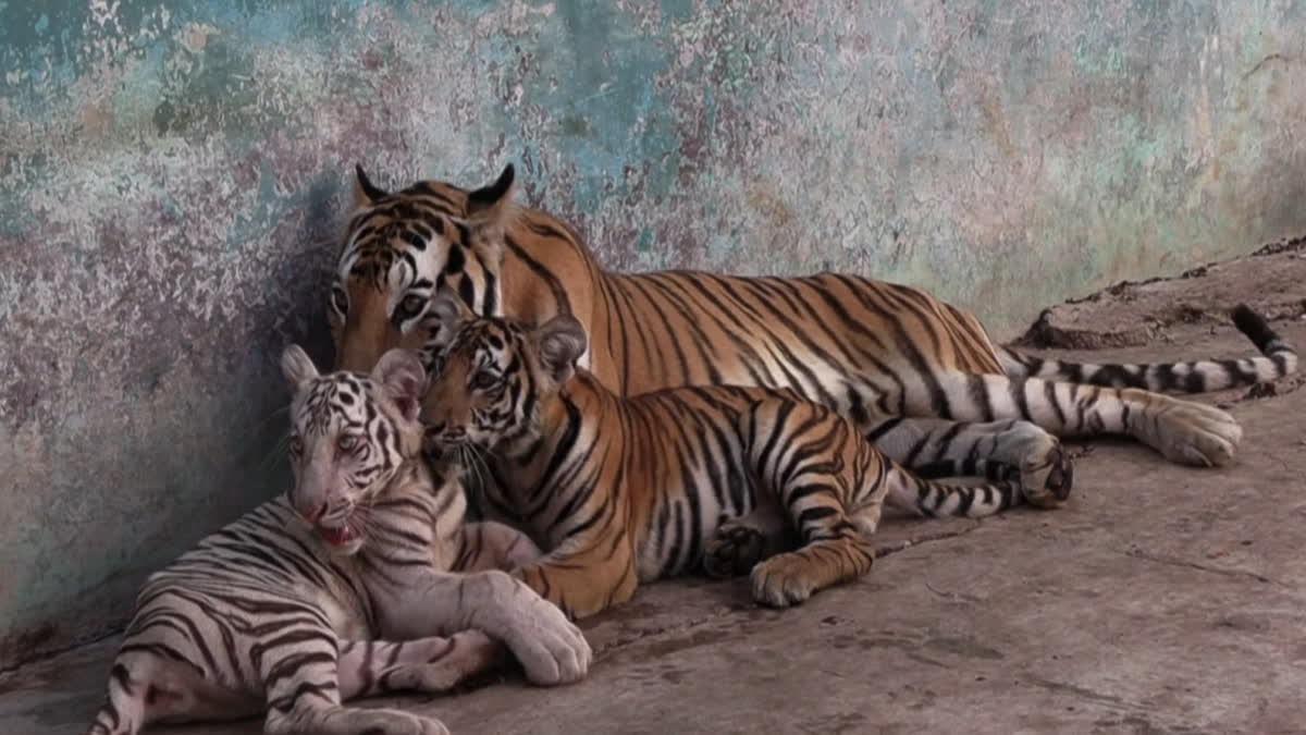 Cuban Zoo Struggles To Preserve Endangered Species Amid Blackouts And ...