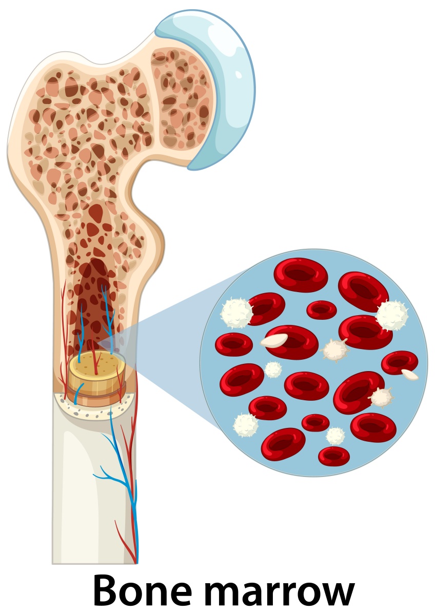 Bone marrow illustration