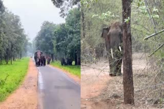 UMARIA CROOKED TUSKED ELEPHANT