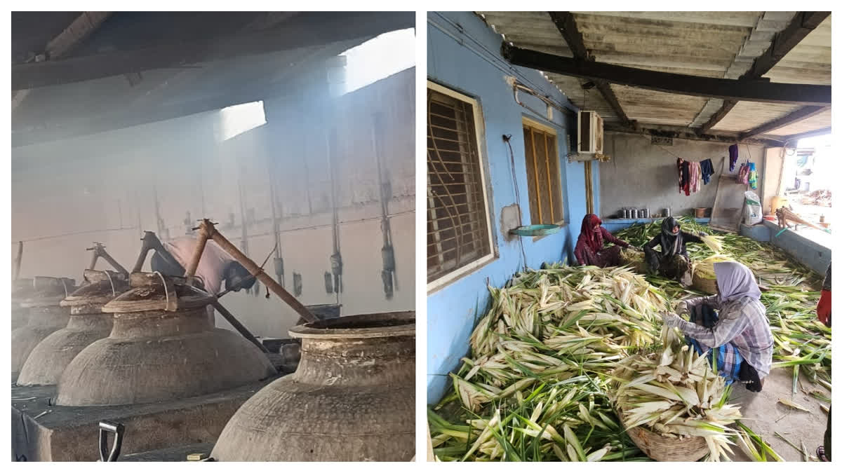 Inside Odisha’s Fragrant Empire: How Ganjam’s Kewda Industry Survives Cyclones, Salinity & Market Pressures