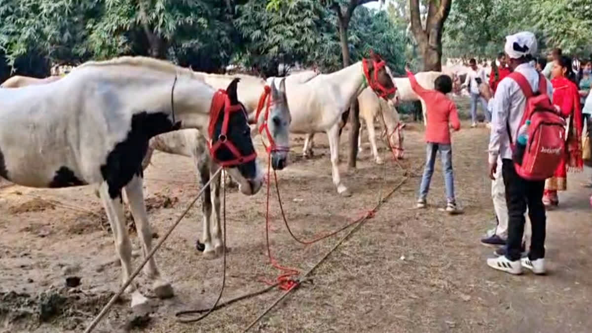 Sonepur Fair's Unlikely Celebrities: The 16-inch Mare and 24-inch Horse Etv Bharat