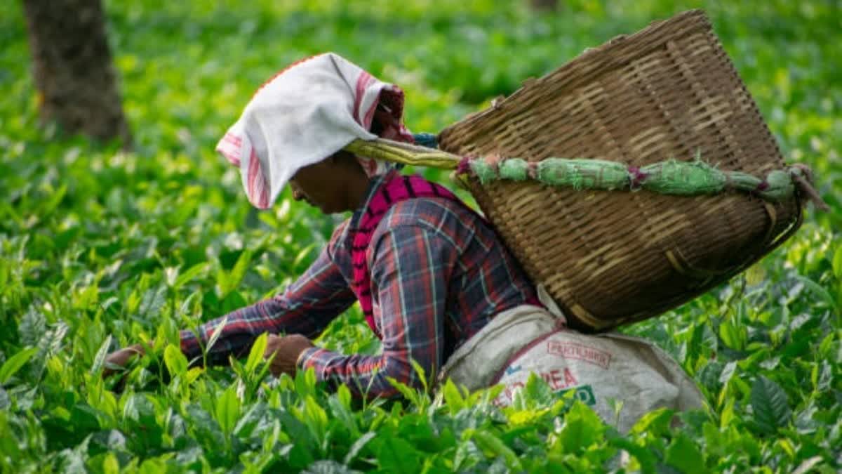 daily wages of tea workers