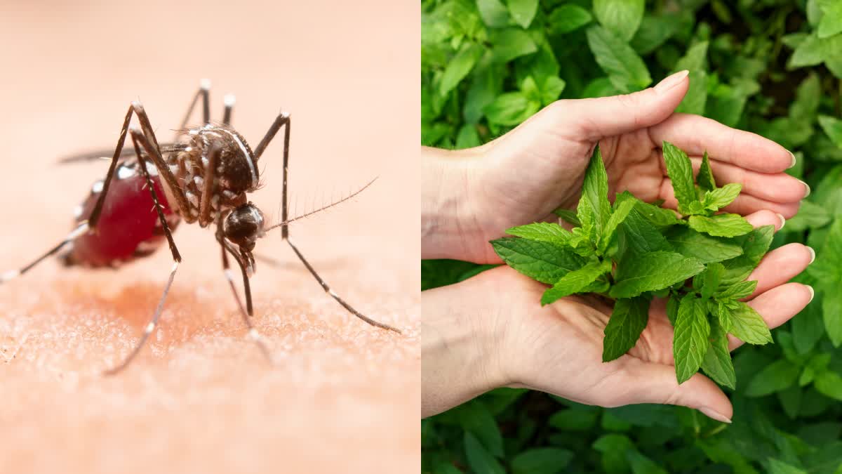 Nature's Shield: How These Green Leaves Can Protect You from Dengue and Malaria