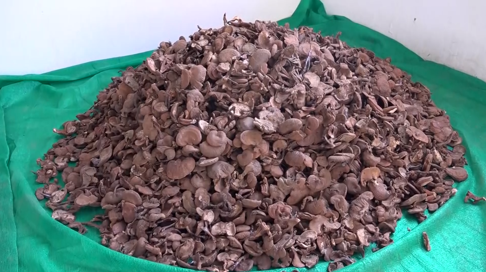 Unique Success Story Panchkula Morni farmer Virendra Bajwan earning lakhs of rupees by growing Ganoderma mushrooms received several awards