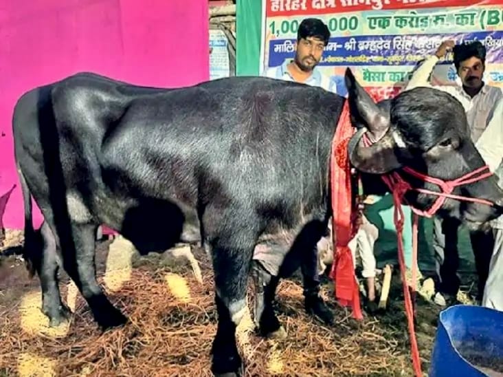 Buffalo Cost One Crore