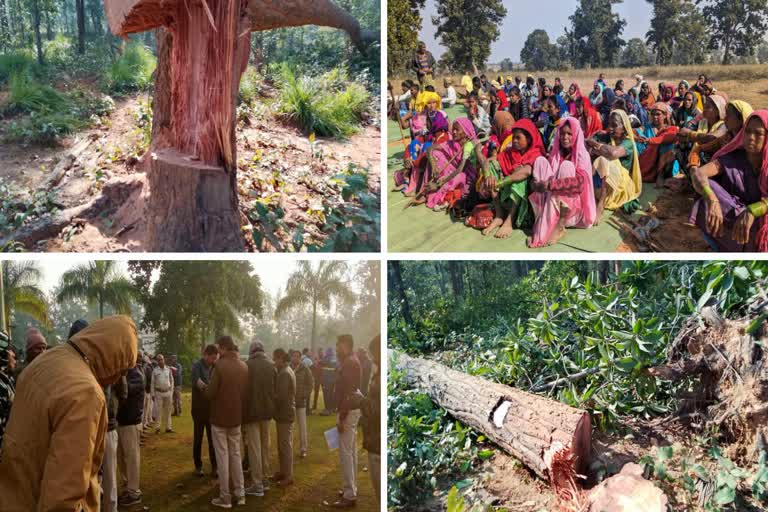 Hasdeo forest