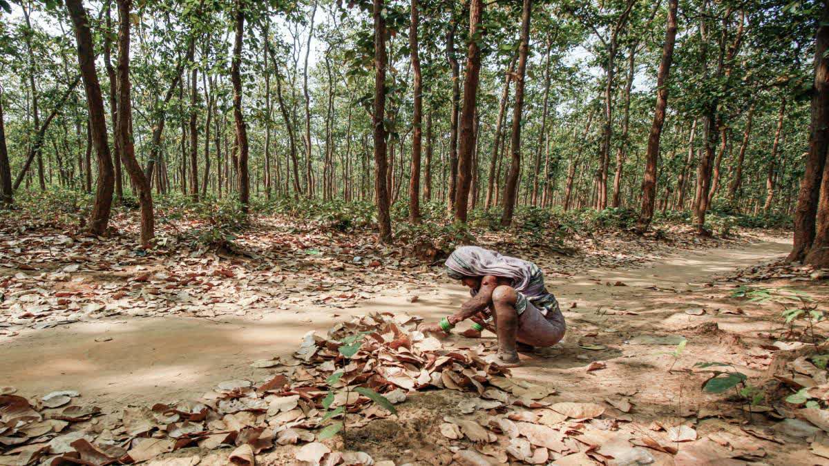 Chhattisgarh Tops In Forest And Tree Cover Growth: Forest Survey Report