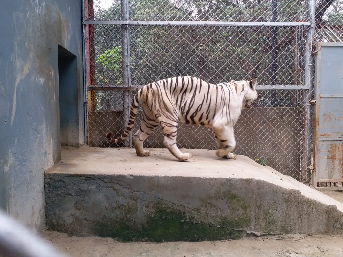 Animals Winter Care in Patna Zoo