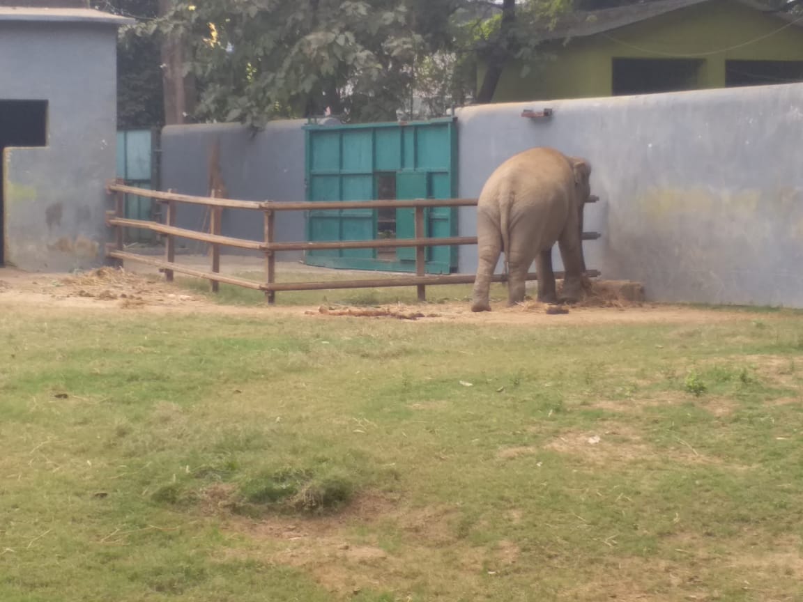 Animals Winter Care in Patna Zoo