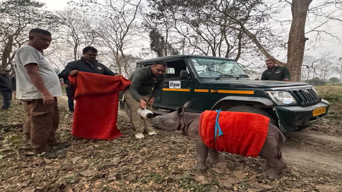 RESCUE OF STRANDED RHINO CALF